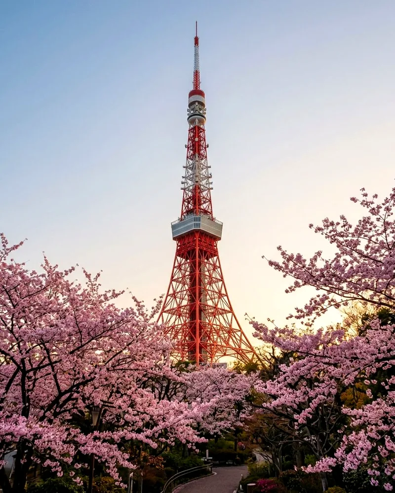 Tokyo Tower rising above pink cherry blossoms in Shiba Park at golden hour.